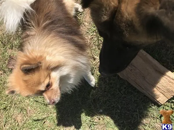 Pomeranian stud dog