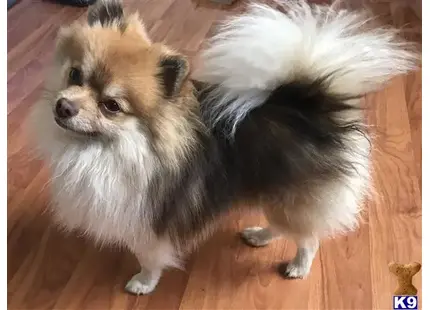 Pomeranian