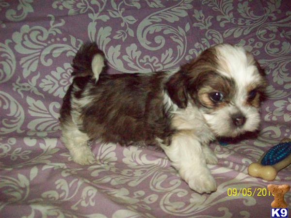 half yorkie half shih tzu puppies mixed breed puppy for sale shorkies pups half shih tzu half yorkie 8 years half yorkie half shih tzu puppies mixed breed puppy for sale shorkies pups half shih tzu half yorkie 8 years