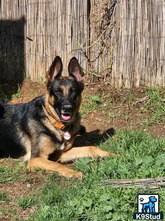 German Shepherd