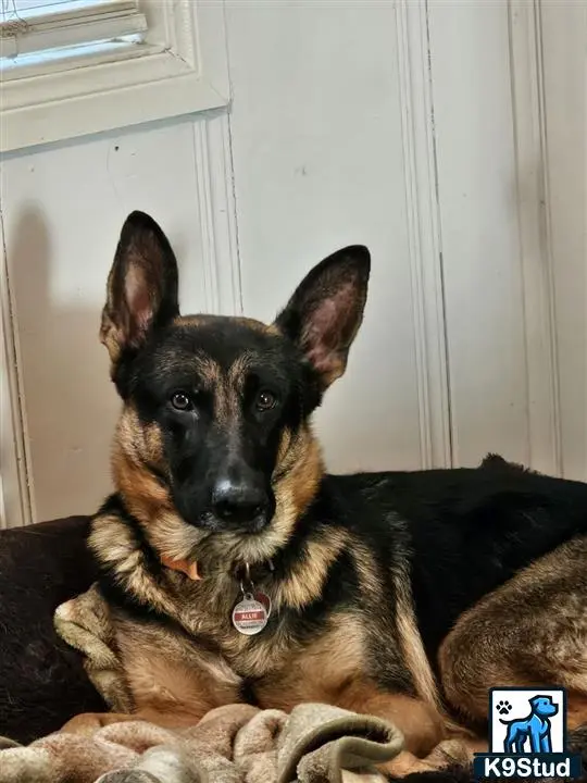 German Shepherd female dog