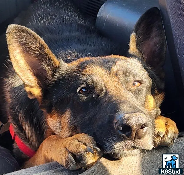 German Shepherd female dog