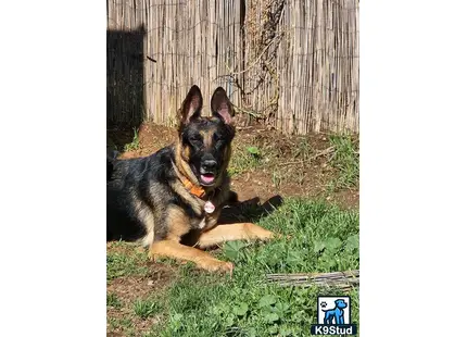 German Shepherd