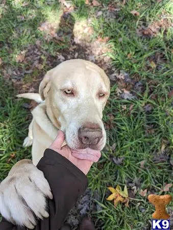 Labrador Retriever dog