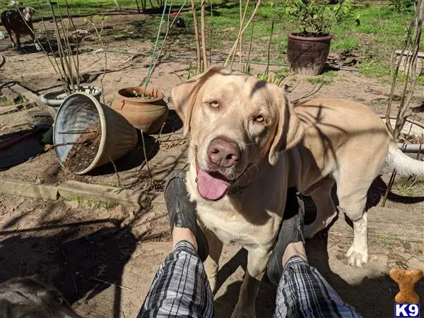 Labrador Retriever dog