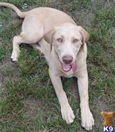 labrador retriever puppy posted by dchattle99