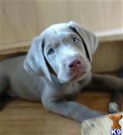 labrador retriever puppy posted by dchattle99