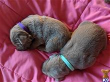labrador retriever puppy posted by dchattle99