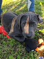 labrador retriever puppy posted by dchattle99