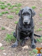 labrador retriever puppy posted by dchattle99