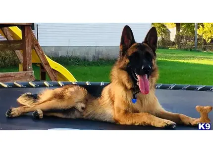 German Shepherd