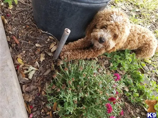 Poodle stud dog