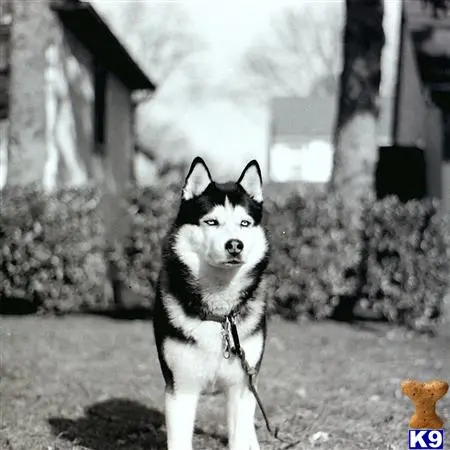 Siberian Husky stud dog