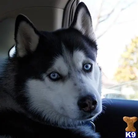 Siberian Husky stud dog