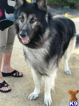 German Shepherd stud dog