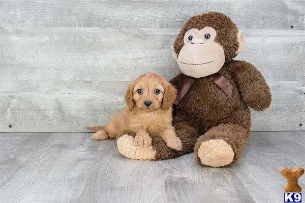 Cavalier King Charles Spaniel puppy for sale