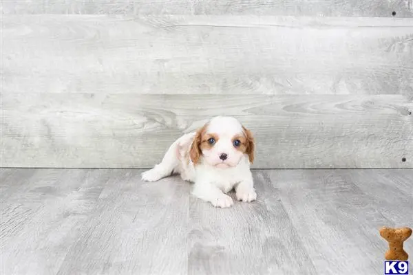 Cavalier King Charles Spaniel puppy for sale