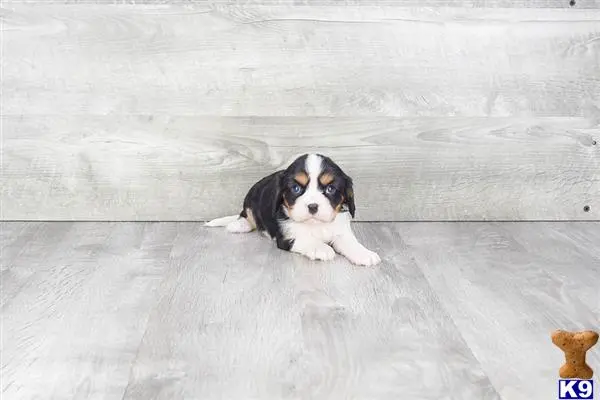 Cavalier King Charles Spaniel puppy for sale