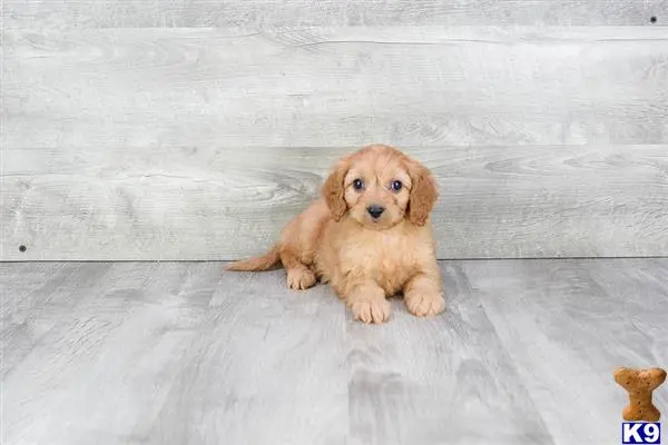 Cavalier King Charles Spaniel puppy for sale