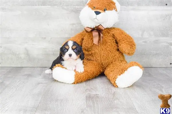 Cavalier King Charles Spaniel puppy for sale