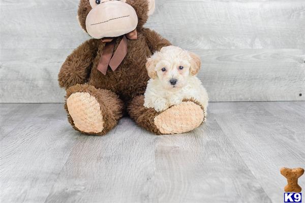 a maltese dog and a stuffed animal
