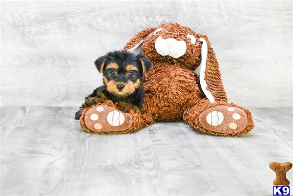 a mixed breed dog wearing a garment
