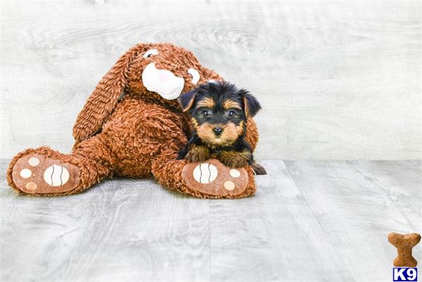 dcpuppies Picture 2