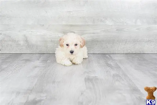 Maltese puppy for sale