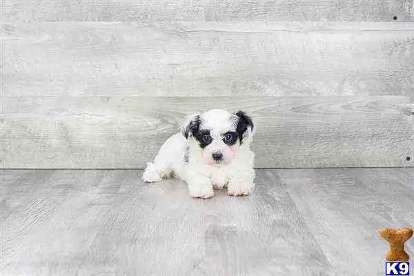 Maltese puppy for sale