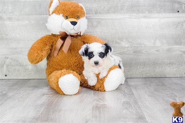 dcpuppies Picture 2