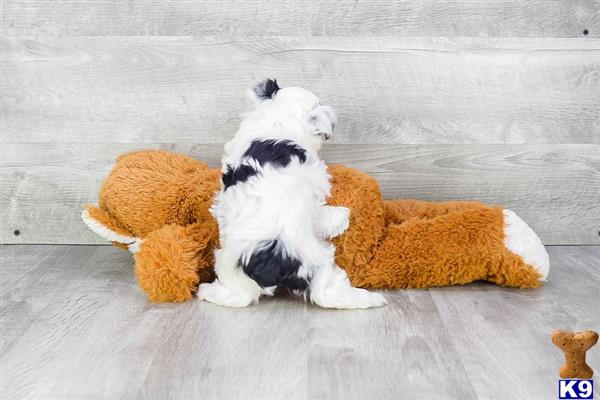 dcpuppies Picture 3