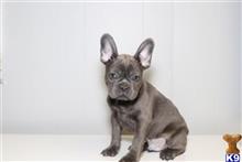 french bulldog puppy posted by dcpuppies