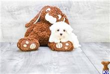 maltese puppy posted by dcpuppies