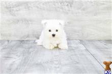 maltese puppy posted by dcpuppies