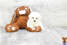 maltese puppy posted by dcpuppies