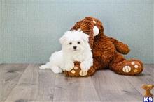 maltese puppy posted by dcpuppies