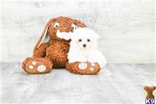maltese puppy posted by dcpuppies