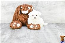 maltese puppy posted by dcpuppies