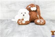 maltese puppy posted by dcpuppies