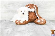 Male Maltese Archie available Maltese puppy located in Manassas
