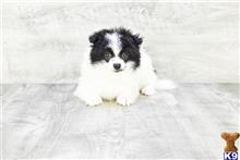 mixed breed puppy posted by dcpuppies