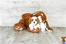 mixed breed puppy posted by dcpuppies