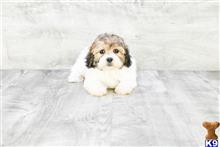 mixed breed puppy posted by dcpuppies
