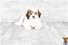 mixed breed puppy posted by dcpuppies