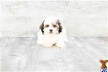 mixed breed puppy posted by dcpuppies