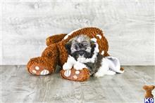 mixed breed puppy posted by dcpuppies