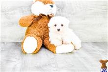 mixed breed puppy posted by dcpuppies