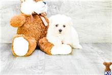mixed breed puppy posted by dcpuppies