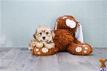 mixed breed puppy posted by dcpuppies