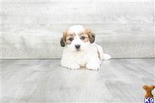 mixed breed puppy posted by dcpuppies